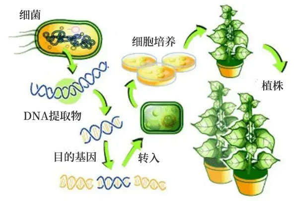 基因改良之农业应用