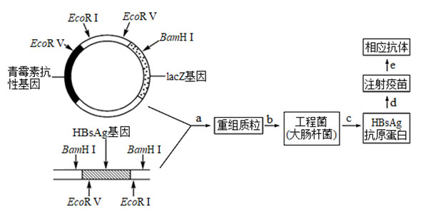 乙肝基因工程疫苗生产和使用过程