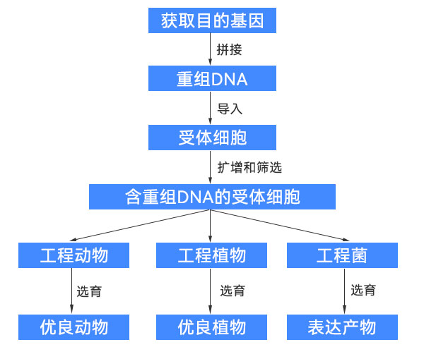 基因工程过程示意图